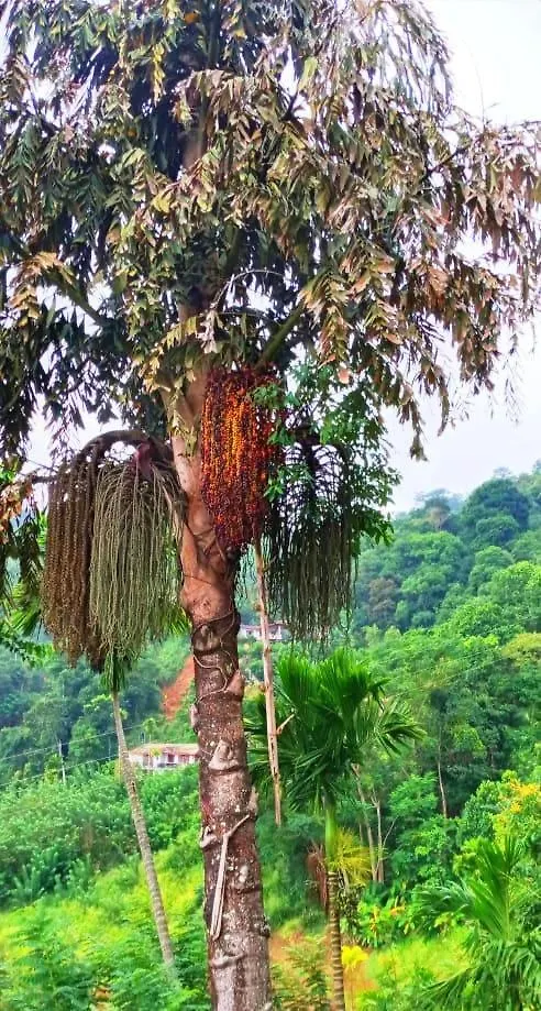 Kandy Ivy Mountain View Resort